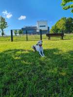 Hundeauslaufgebiet-Hundewiese-Bild