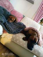 Rhodesian Ridgeback-Beitrag-Bild