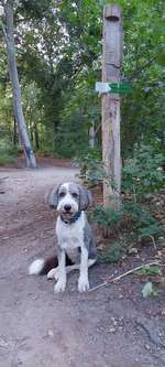 Hundeauslaufgebiet-Plänterwald Eingang Fähre-Bild