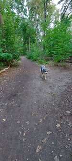 Hundeauslaufgebiet-Plänterwald Eingang Fähre-Bild