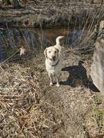 Hundeauslaufgebiet-Bruck-Bild