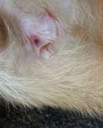 Blutende Zitze/Brustwarze Rüde-Beitrag-Bild