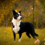 Ersteller:in Chris Profilbild