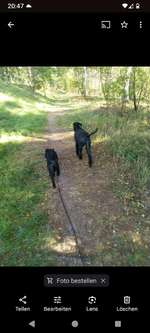 Hundeauslaufgebiet-Teßmannsdorfer Wald Rundweg-Bild