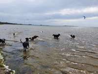 Hundeauslaufgebiet-Salzwiesen am Haff mit Strand-Bild