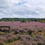 Hundeauslaufgebiet-Bagerheide-Bild