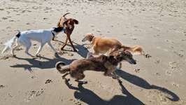 Hundeauslaufgebiet-Bassenfleeth Elbstrand-Bild