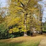 Hundeauslaufgebiet-Breidings Garten-Bild