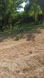 Hundeauslaufgebiet-Eine schöne Runde für den alltäglichen Spaziergang-Bild