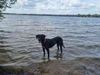 Hundeauslaufgebiet-Hundestrand Auesee-Bild