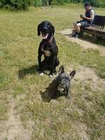 Hundeauslaufgebiet-Hundestrand Auesee-Bild