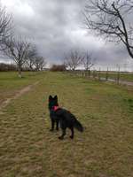 Hundeauslaufgebiet-Hundewiese Neulußheim-Bild