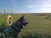 Hundeauslaufgebiet-Strand Neßmersiel-Bild