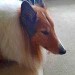 Ersteller:in Heidetraud Profilbild