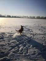 Hund bellt plötzlich alle Hunde auf dem Gehweg an...-Beitrag-Bild