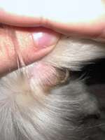 Verletzter Pfotenballen ???-Beitrag-Bild