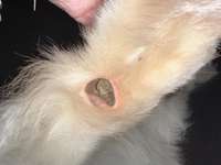 Verletzter Pfotenballen ???-Beitrag-Bild