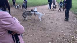 Hundeauslaufgebiet-Nußberg Braunschweig-Bild