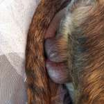 Hund hat Veränderung am Hoden-Beitrag-Bild