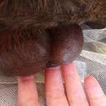 Hund hat Veränderung am Hoden-Beitrag-Bild