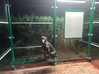 84. Foto-Challenge: In Szene gesetzt - dein Hund im Rampenlicht-Beitrag-Bild