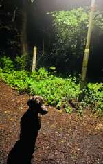 84. Foto-Challenge: In Szene gesetzt - dein Hund im Rampenlicht-Beitrag-Bild