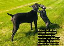 Fotowettbewerb "Liebeserklärung an deinen Hund!"-Beitrag-Bild