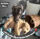 Fotowettbewerb "Liebeserklärung an deinen Hund!"-Beitrag-Bild