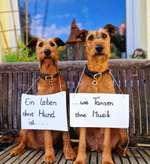 Fotowettbewerb "Liebeserklärung an deinen Hund!"-Beitrag-Bild