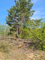 Hundeauslaufgebiet-Döberitzer Heide-Bild