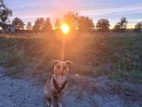 Hundeauslaufgebiet-Döberitzer Heide-Bild