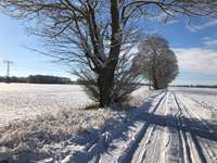 Hundeauslaufgebiet-Wiesen bei Mesekenhagen-Bild