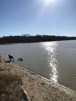 Hundeauslaufgebiet-Silbersee 3 Hausdülmen-Bild