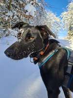 Suchmeldung-Baldur-Bild