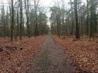 Hundeauslaufgebiet-Egerheide-Bild