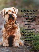 RIP . MEIN YORKI IST 14 TAGE TOT-Beitrag-Bild