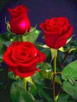 Ersteller:in Tanja Profilbild