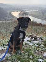 Hundeauslaufgebiet-Seußlitzer Grund-Bild