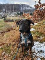 Hundeauslaufgebiet-Nossen Muldental mit Bastei-Bild