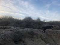 Hundeauslaufgebiet-Strand Rosenfelde-Bild