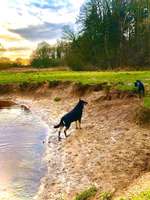 Hundeauslaufgebiet-Wulksfelder Weg - Außenalster-Bild