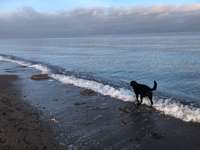 Hundeauslaufgebiet-Strand Rosenfelde-Bild