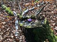 Hundeauslaufgebiet-Wulksfelder Weg - Außenalster-Bild