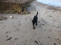 Hundeauslaufgebiet-Strand Rosenfelde-Bild