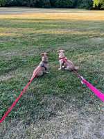 Hundeauslaufgebiet-Orangerie, Schloss Friedenstein-Bild