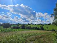 Hundeauslaufgebiet-Feldweg bei Birkenfeld-Bild