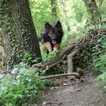 Hundeauslaufgebiet-Ockenauer Steg-Bild