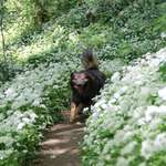 Hundeauslaufgebiet-Ockenauer Steg-Bild