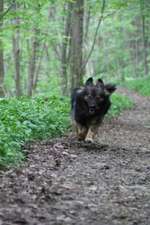 Hundeauslaufgebiet-Ockenauer Steg-Bild