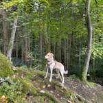 Suchmeldung-Aki-Bild